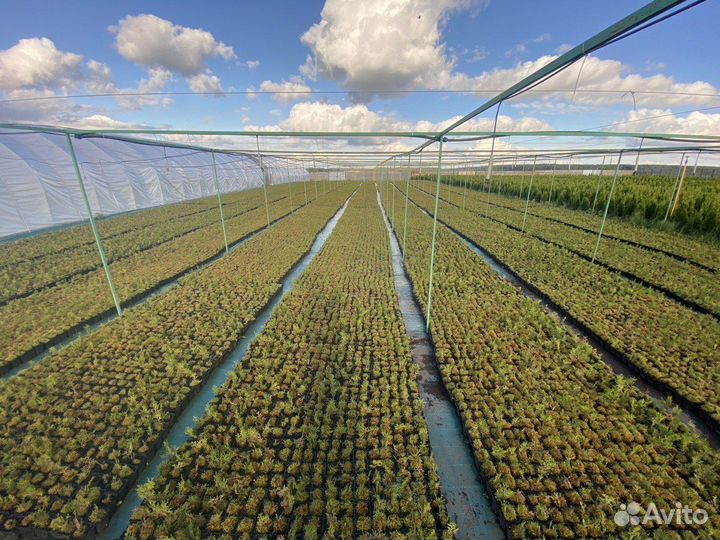 Доращивание саженцев туи