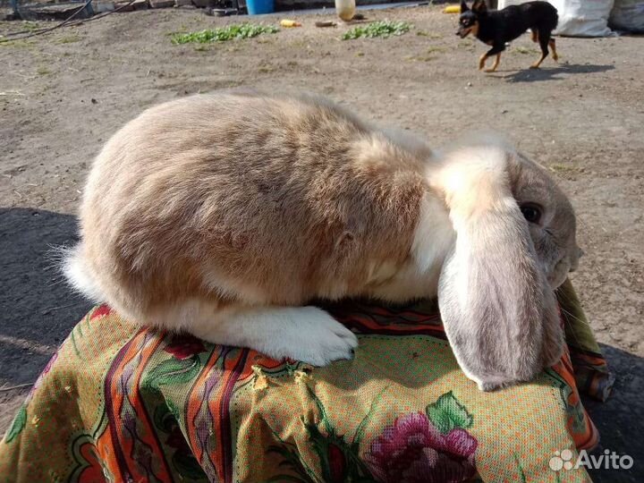 Французский баран