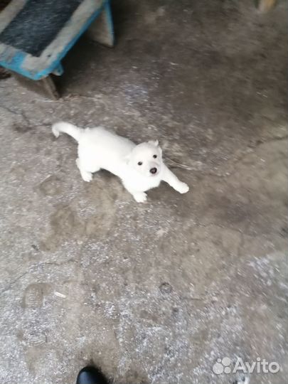 Отдам бесплатно щенки