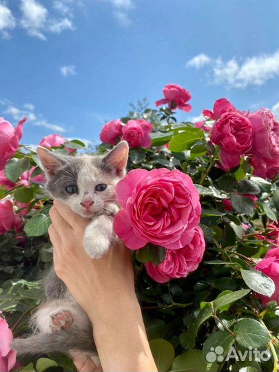 Котëнок