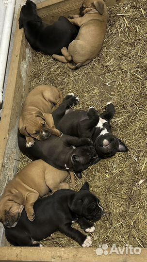 Щенки бультерьера