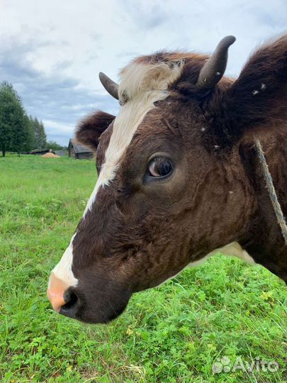 Племенная телка 1,5 года