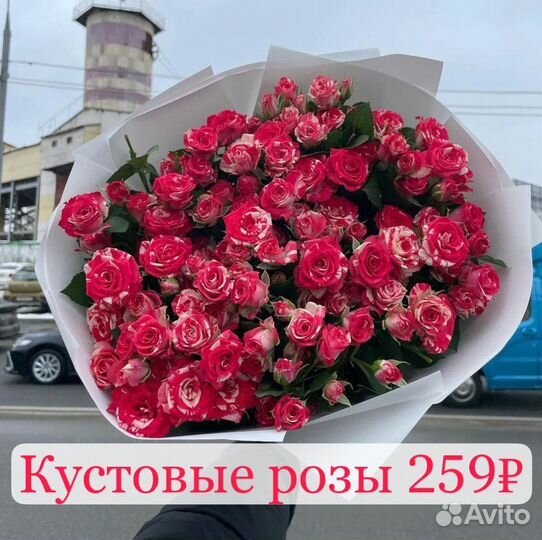 101 Роза цветы доставка 25 51 101 Роза