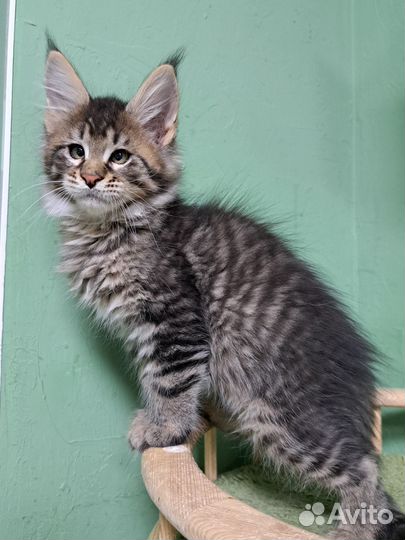 Котята мейн-кун