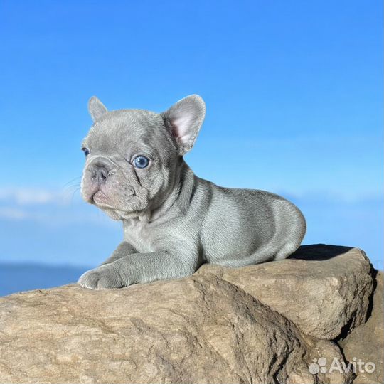 Лиловый мальчик