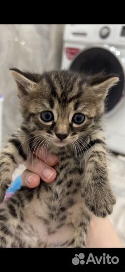 Бенгальская кошка