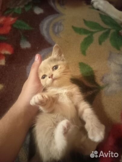 Кошка в хорошие руки