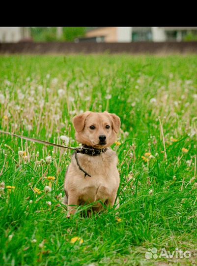 Виски и Кола - небольшие добрые собачки дар