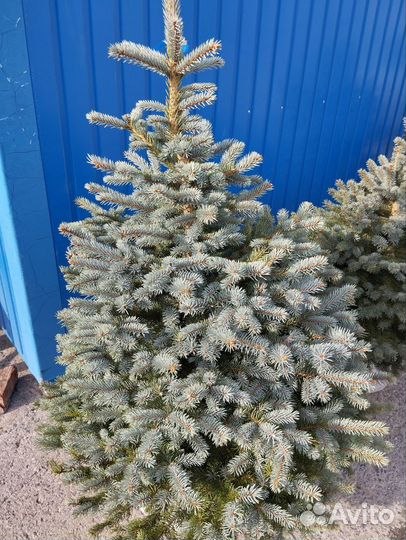 Ель голубая