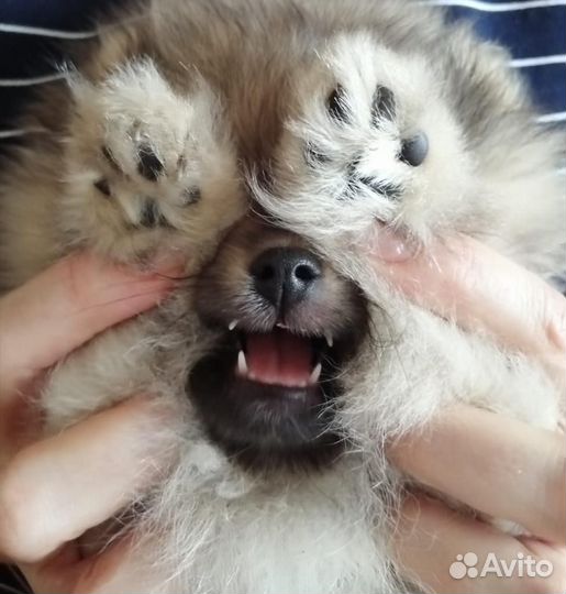 Щенки померанского шпица