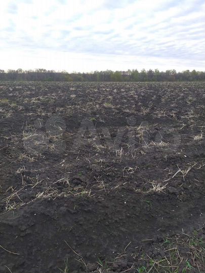 Участок 52,4 сот. (ИЖС)