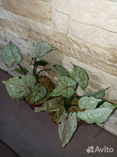 Сингониумы сортовые