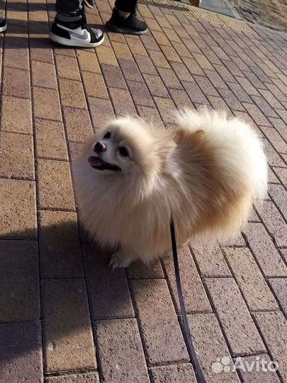Вязка шпиц
