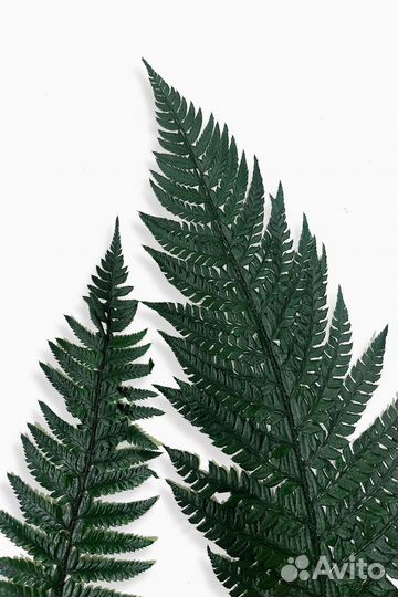 Растения стабилизированные, оптом, в пачках