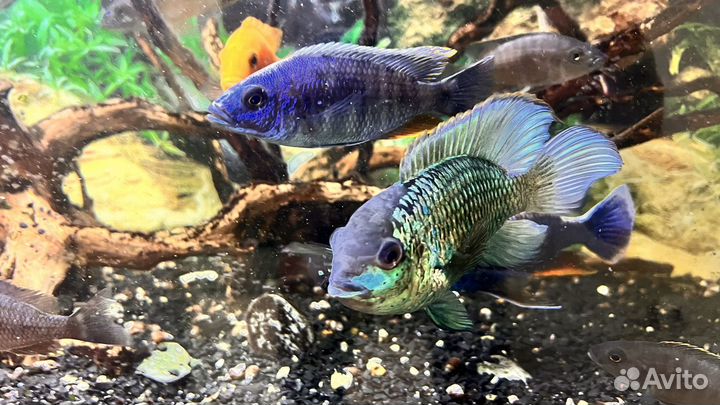 Продам аквариумных рыбок