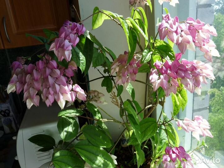 Неприхотливый клеродендрум