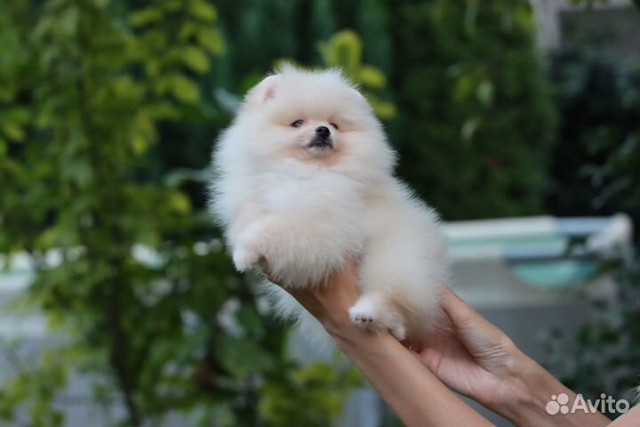 Щенок мини шпиц из питомника