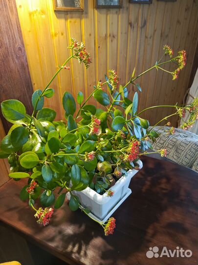 Комнатные цветы