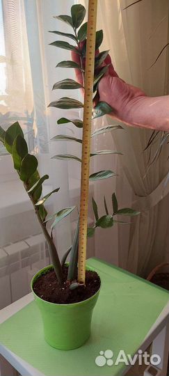 Замиокулькас с горшком (доллар.дерево)