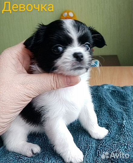 Щенки чихуахуа