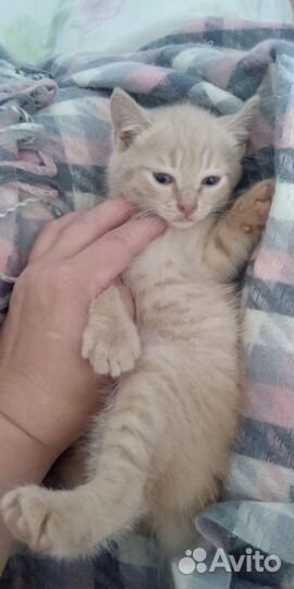 Котик в добрые руки