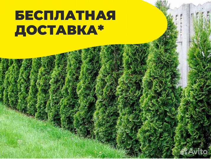 Туя смарагд