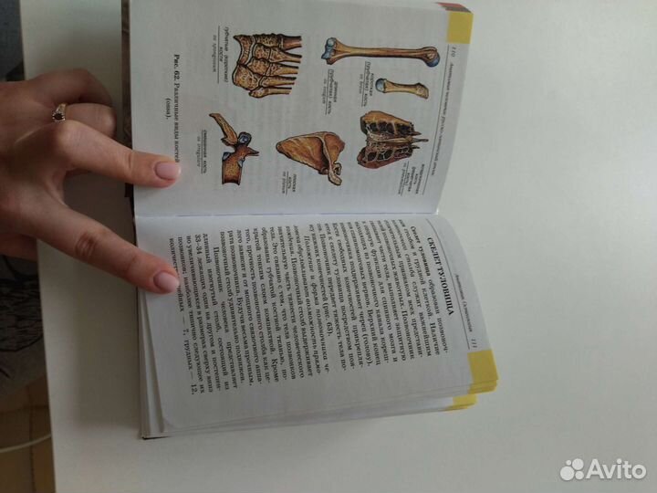 Атлас анатомии человека билич