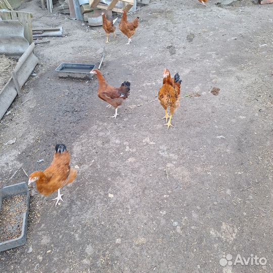 Продам уток и молодых петухов