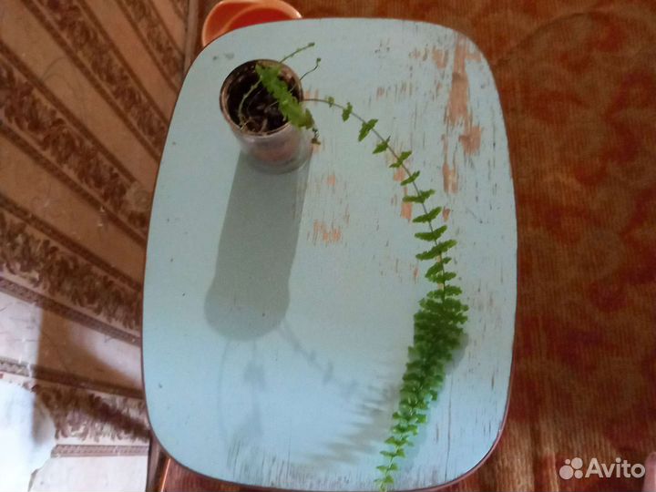 Излишки домашних цветов