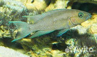 Цихлида Неолампрологус Фальцикула