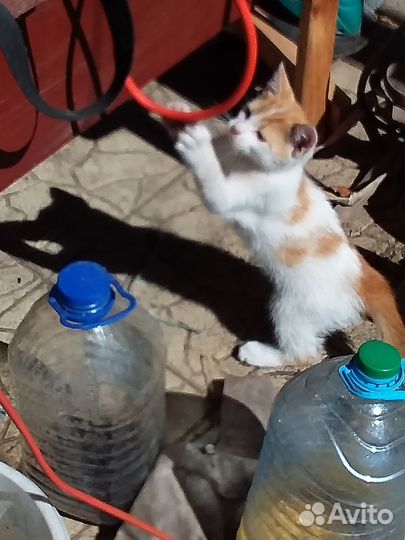 Котенка в добрые руки бесплатно