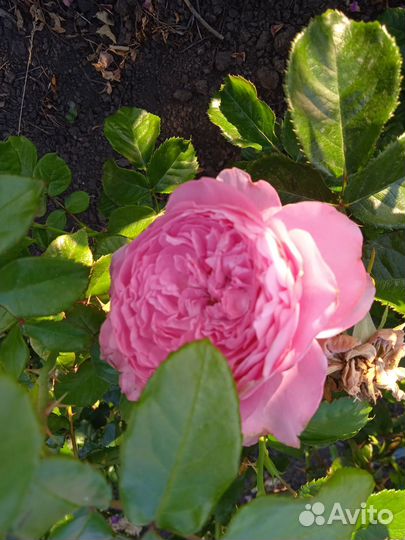 Саженцы роз