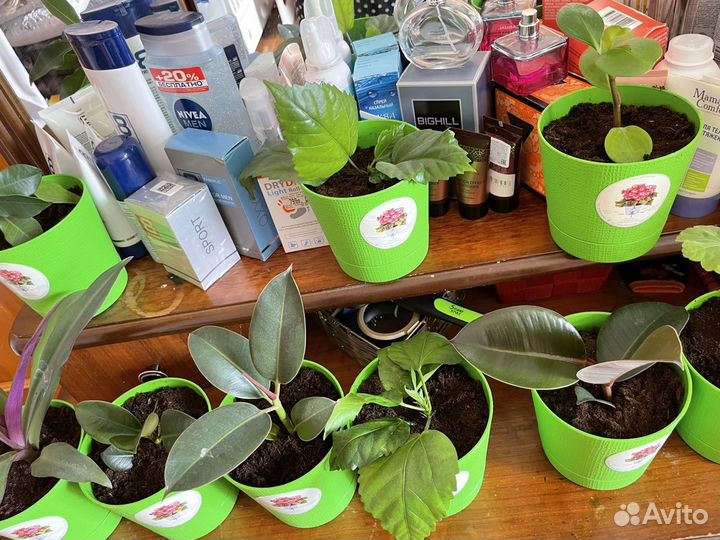 Комнатные растения цветы