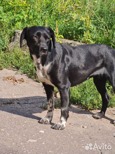 Собака в добрые руки