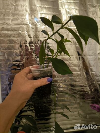 Комнатный цветок Эсхинантус