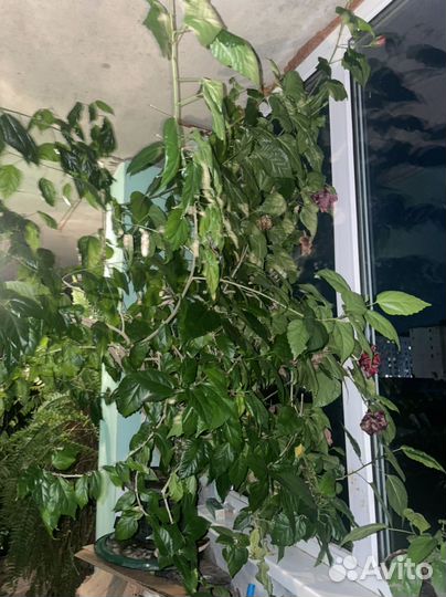 Домашние цветы, китайская роза