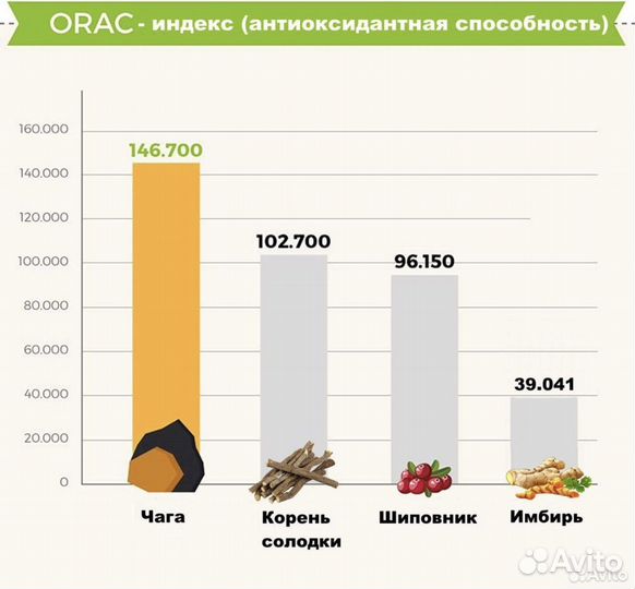 Березовый гриб чага