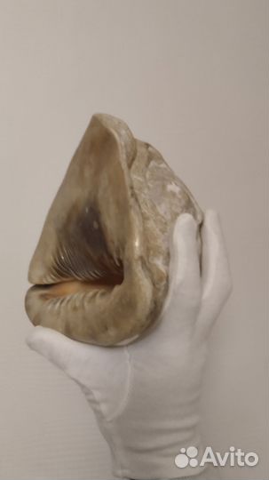 Огромная Натуральная Раковина для Вашего Интерьера