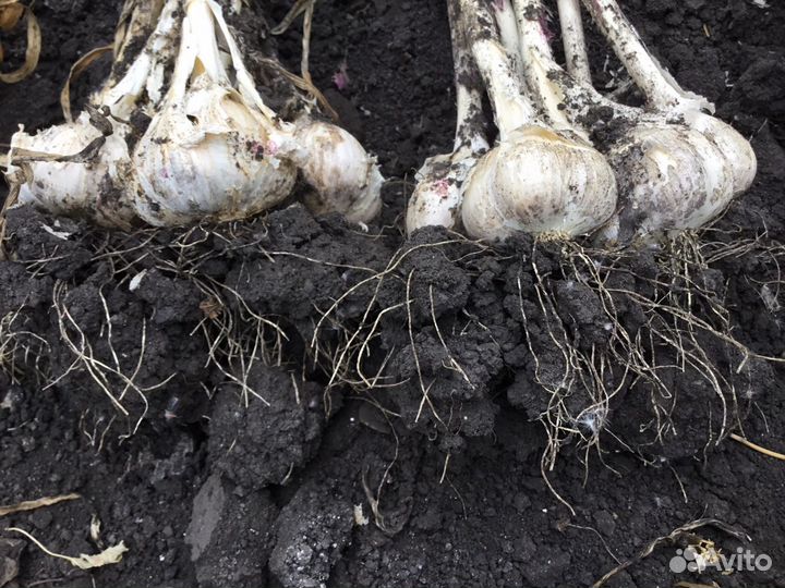 Продаю семейный чеснок для посадки