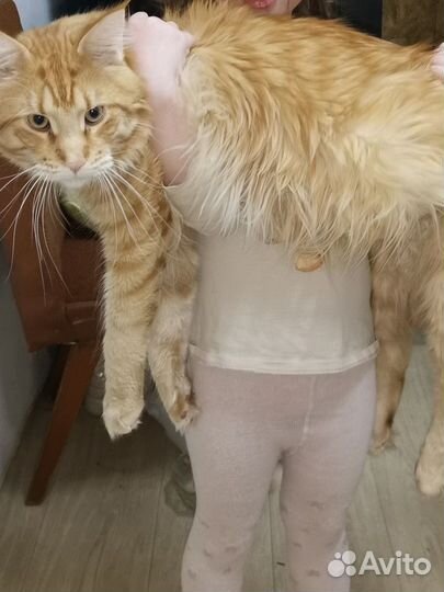 Кот мейн-кун вязка