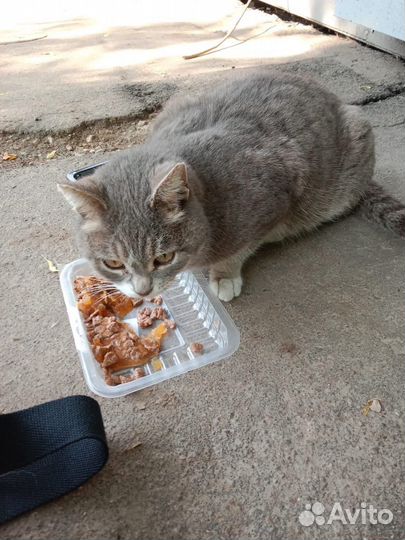 Кошка в надежные руки