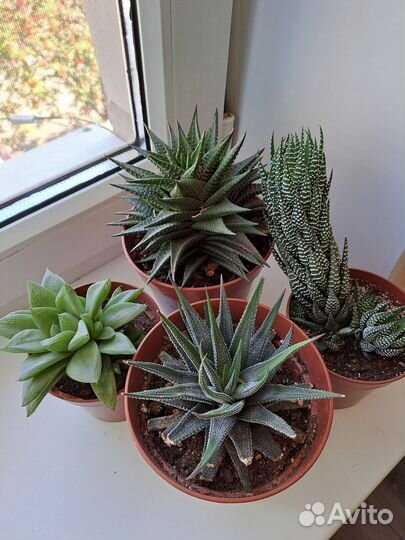 Суккуленты