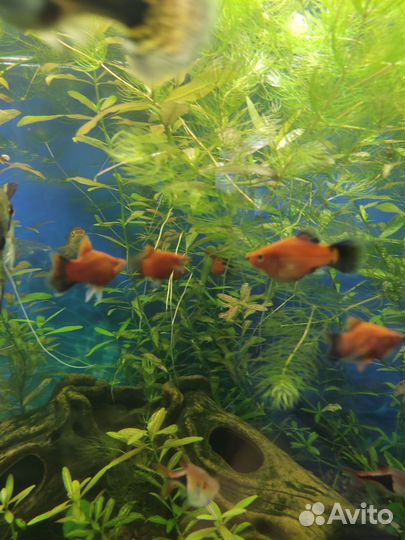 Аквариумные рыбки
