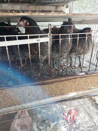 Куры молодки несушки доминант