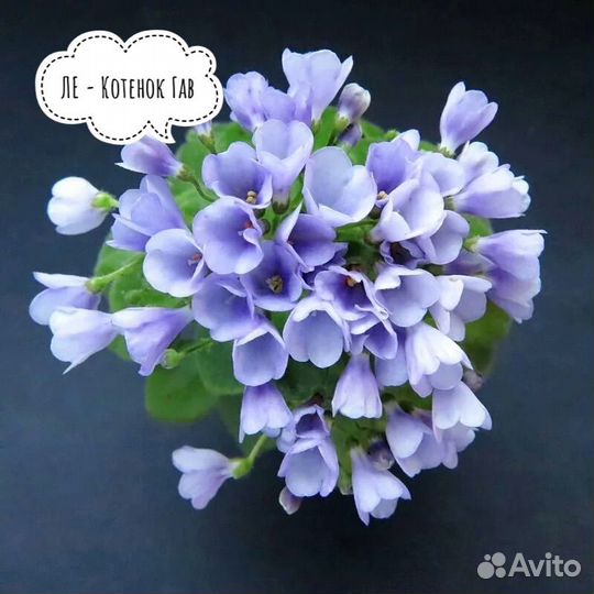 Мини фиалки детки