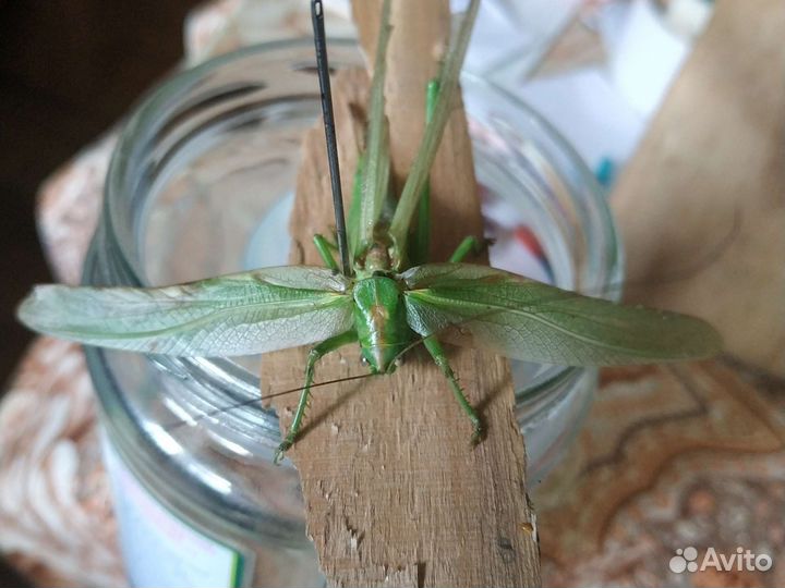 Кузнечик большой неживой