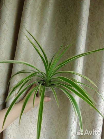 Хлорофитум