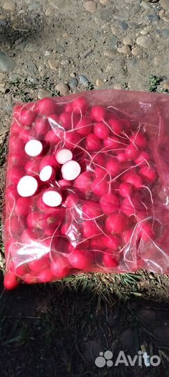 Продаю редис