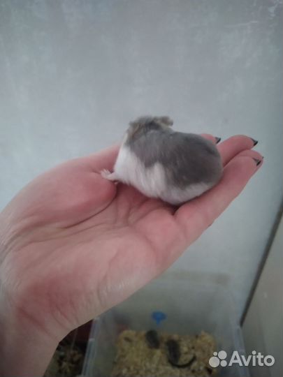Джумгарские хомяки