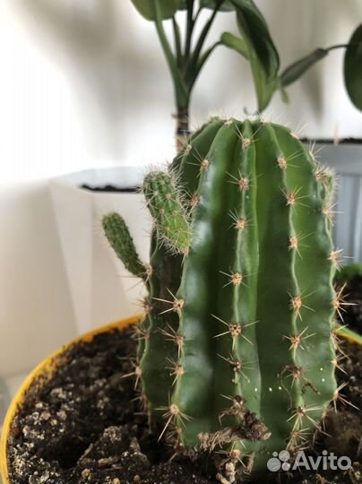 Ростки кактуса